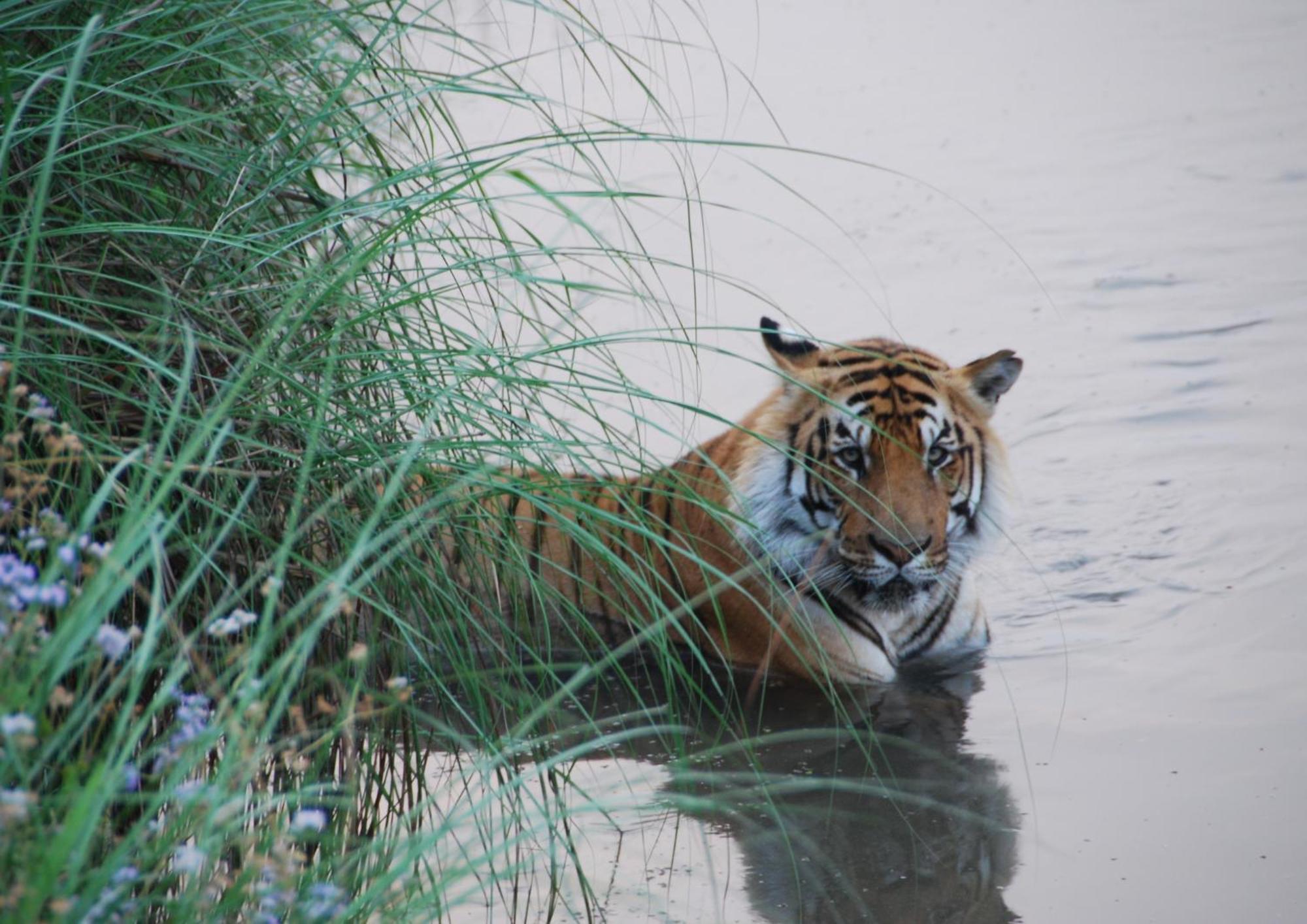 Tiger Tops Karnali Lodge Bardiya Экстерьер фото