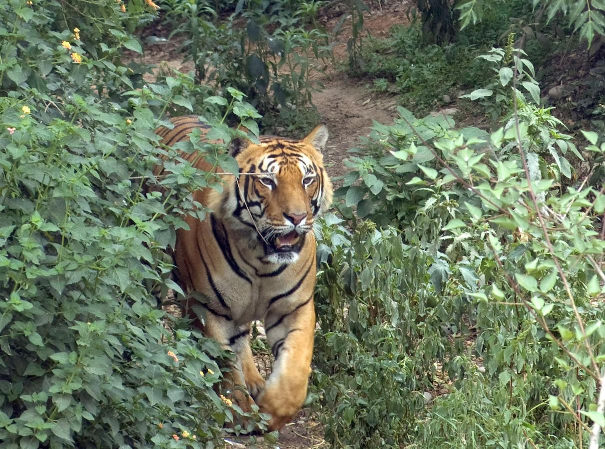 Tiger Tops Karnali Lodge Bardiya Экстерьер фото